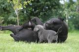 CANE CORSO 1292